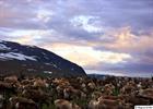 Large herd of reindeers near  the lake Sitasjaure