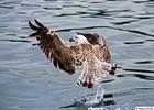 Backed gull taking off