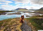 Beautiful landscape with beautiful dog