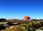 Cloudberry up close