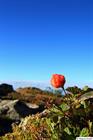 Cloudberry up close