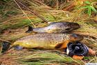 Two trouts, breakfast and lunch