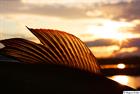 The dorsal fin of a grayling