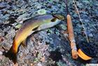 Beautiful trout with fly fishing rod