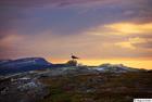 Gull scouts over the mountains