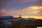 Gull scouts over the mountains