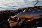 Arctic char for supper