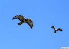 A pair of buzzards