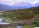 Big herd of reindeers in Laponia World Heritage