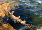 Arctic char on the hook