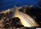 Tail fin of a trout