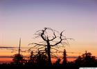 Nightfall in Swedish Lapland