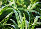 Dew drops in the morning