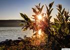 Sunrise at lake Ubmas in late july