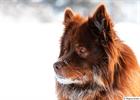 Snow beard