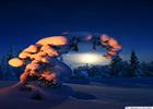 Winter moon framed by a spruce